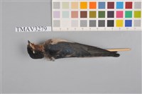 藏品(家燕)的圖片